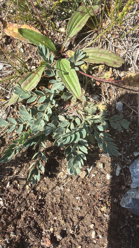 Fork-leaved Cinquefoil