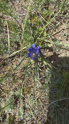Dwarf porcelain-flowered gentian