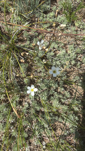 Fescue Sandwort