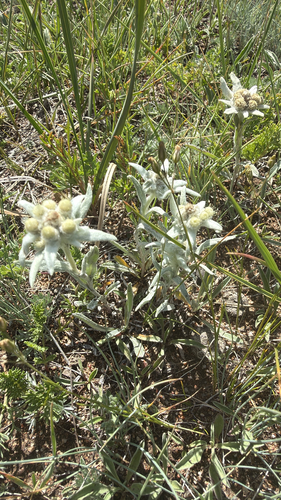 Yellowish Edelweiss