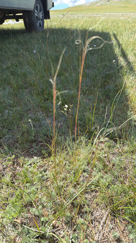 Stipa krylovii