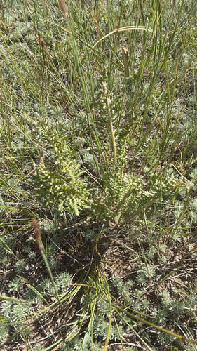 Pedicularis flava