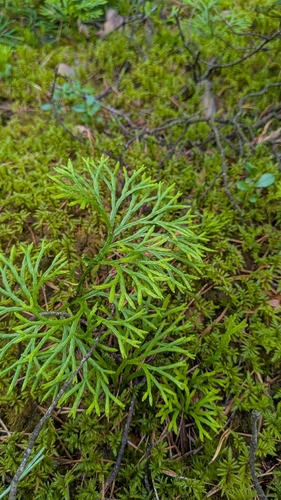 northern ground-cedar