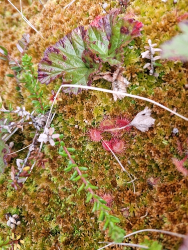 round-leaved sundew