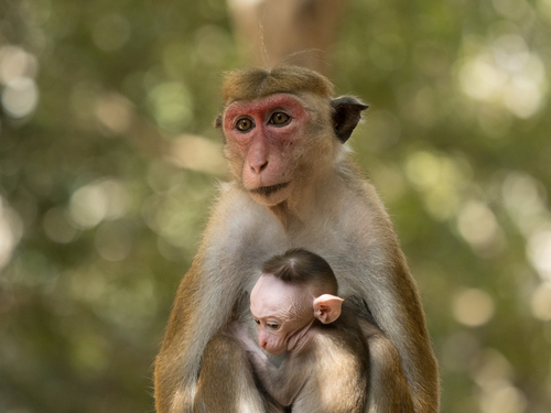 Toque Macaque