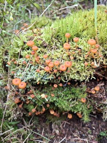 Pinewood Gingertail