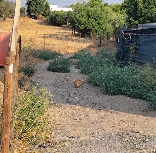 Domestic Rabbit