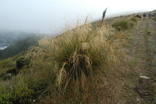 Chionochloa rigida
