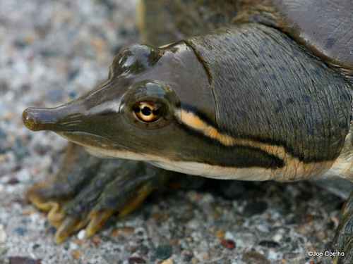 Smooth Softshell