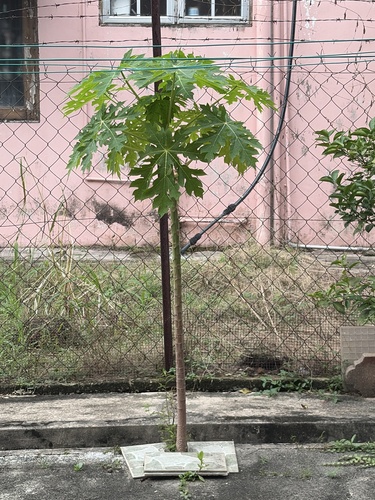 Papaya