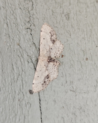 Single-dotted Wave