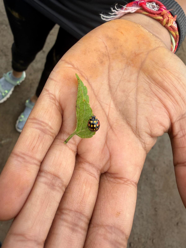 Sulfurous Lady Beetle