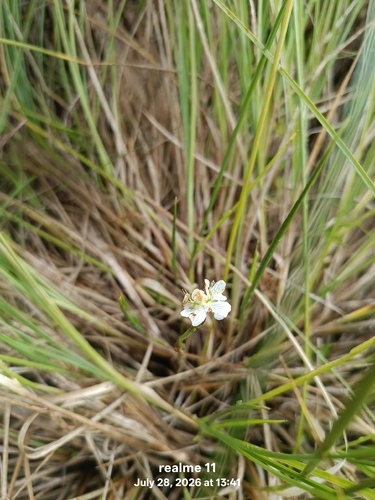 marsh grass-of-Parnassus