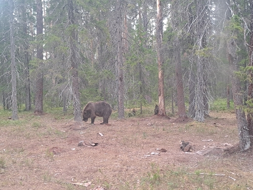 Brown Bear