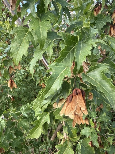Amur Maple