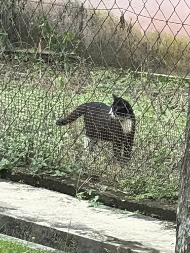 Domestic Cat