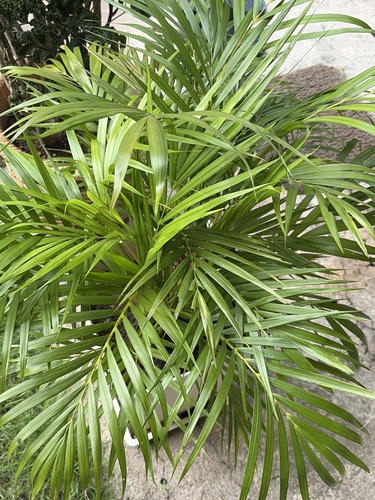 Areca Palm