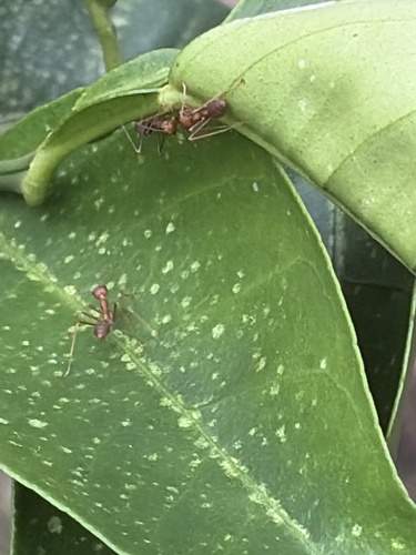 Asian Weaver Ant