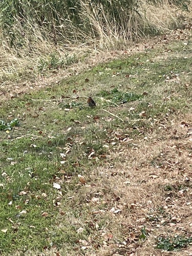 European Robin
