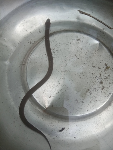 Monopterus fossorius