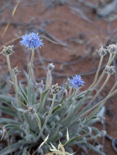 blue pincushion