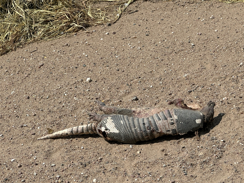 Mexican Long-nosed Armadillo