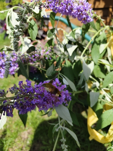 Broad-bordered Bee Hawkmoth