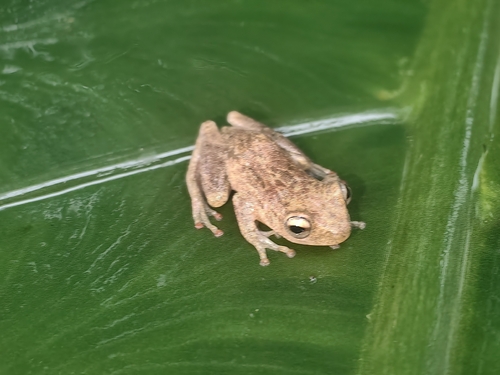 Variable Reed Frog