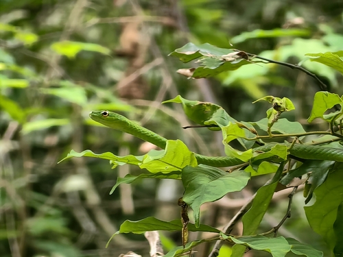 Green Bush Snake