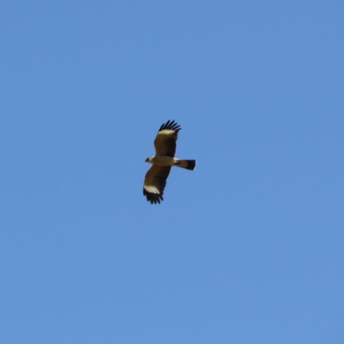 Yellow-headed Caracara