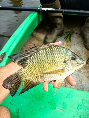 Guinean Tilapia