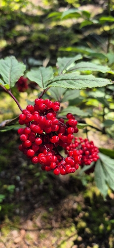 red-berried elder