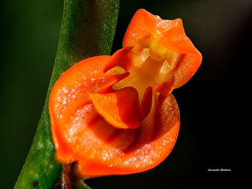 Pabstiella rubrolineata