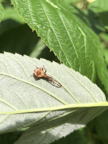 Dock Bug