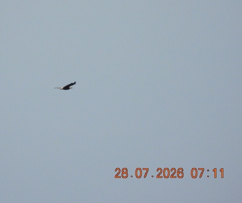 Bald Eagle