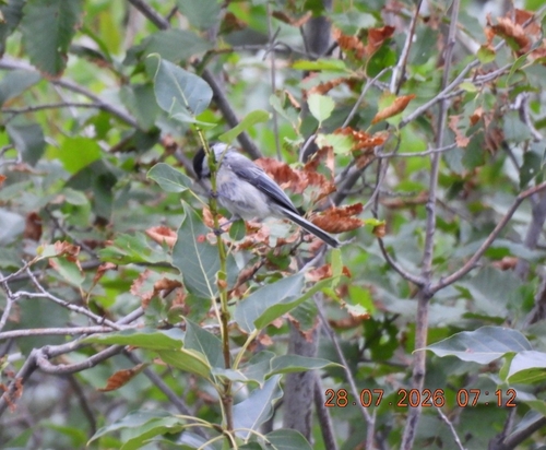 Black-capped Chickadee