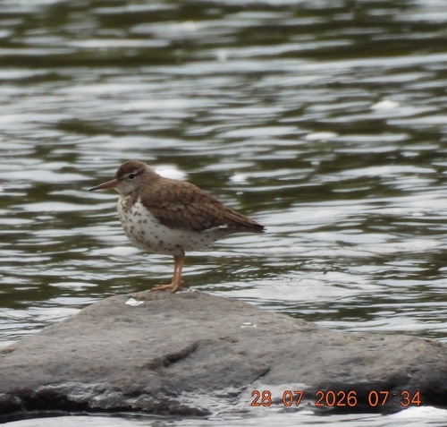 Spotted Sandpiper