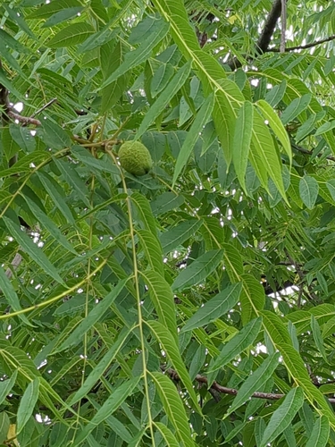 walnut family