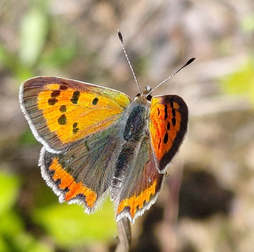 Small Copper