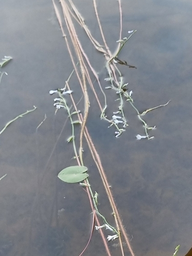 Water Lobelia