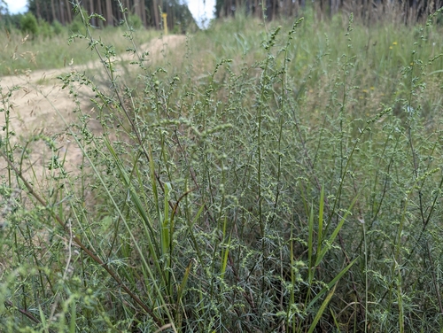 Field Sagewort