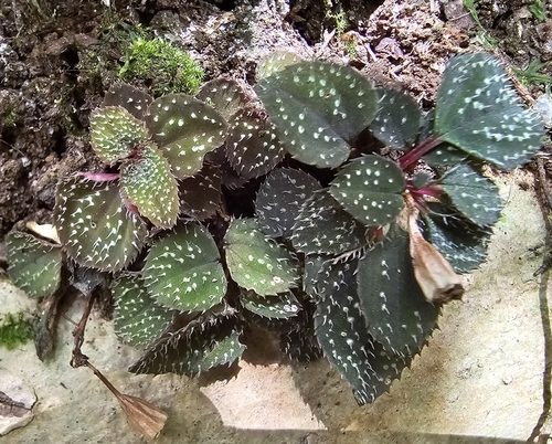 Sonerila pumila