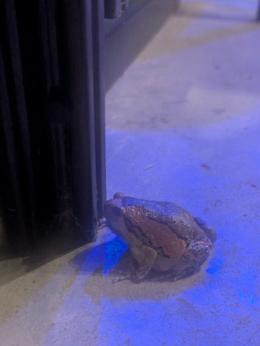 Asian Painted Frog