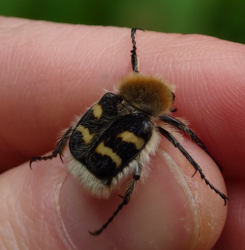 Eurasian Bee Beetle