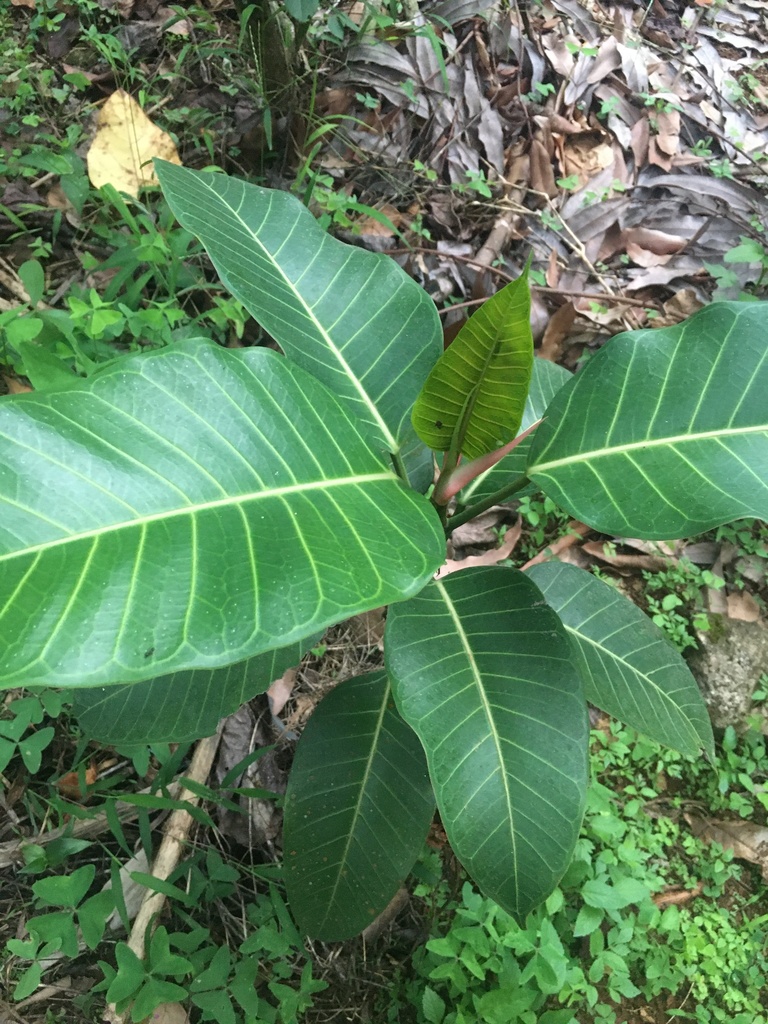 Ficus Beddomei From Rajmalai National Park, Idukki, Kerala, In On April 