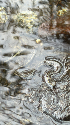 iNaturalist observation photo of Sierra Garter Snake