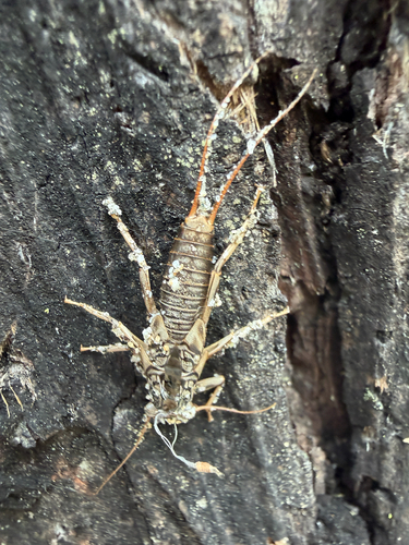 iNaturalist observation photo of Claassenia