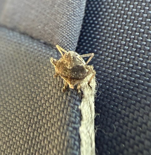 iNaturalist observation photo of True Bugs, Hoppers, Aphids, and allies