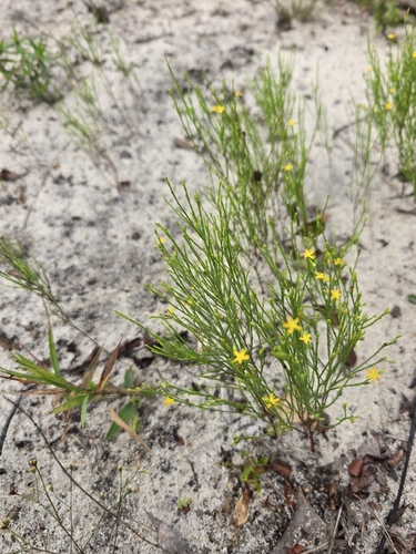 pineweed
