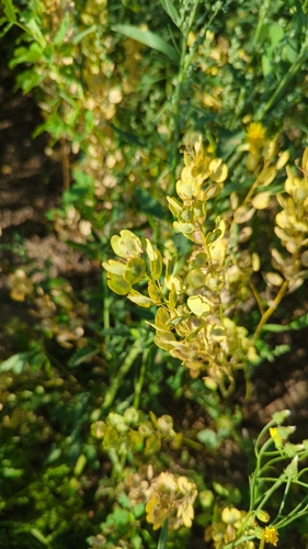 field penny-cress